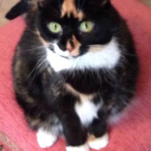 Meet your Posher, Carol